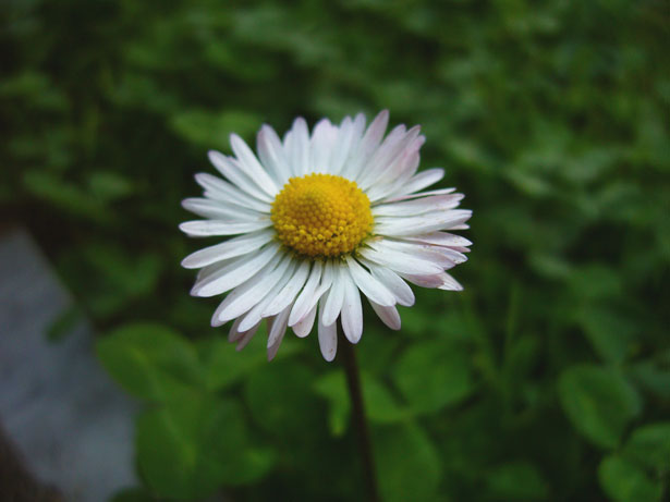 image of a daisy